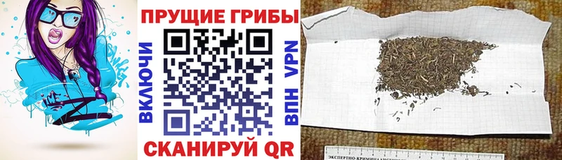 где купить наркоту  Мезень  Галлюциногенные грибы ЛСД 